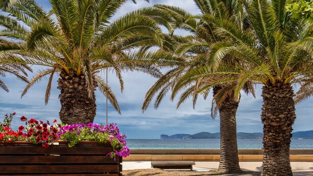 A wooden bench, palm trees, and a view of the sea. - Vacation Apartment "Appartamento degiorgio8" with Terrace & Wi-Fi (ALGHERO)