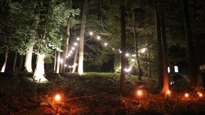 Une zone boisée, avec des arbres et des guirlandes lumineuses.