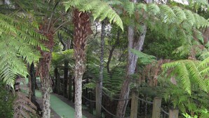 A forested area with a wooden walkway surrounded by tall trees and ferns. - One week (7 to 14 Jan. 2023) in Club Paihia award winning resort  (Paihia)