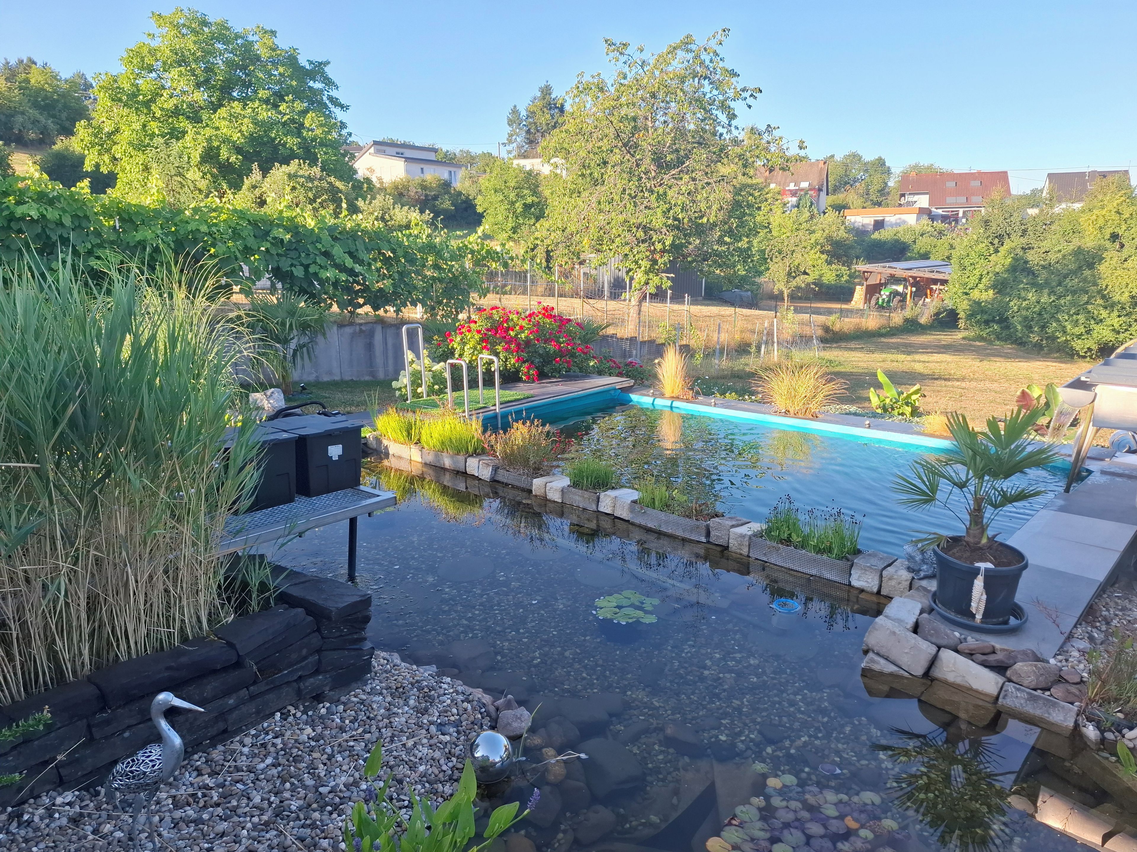 A backyard with a swimming pool, surrounded by various plants and a bird.