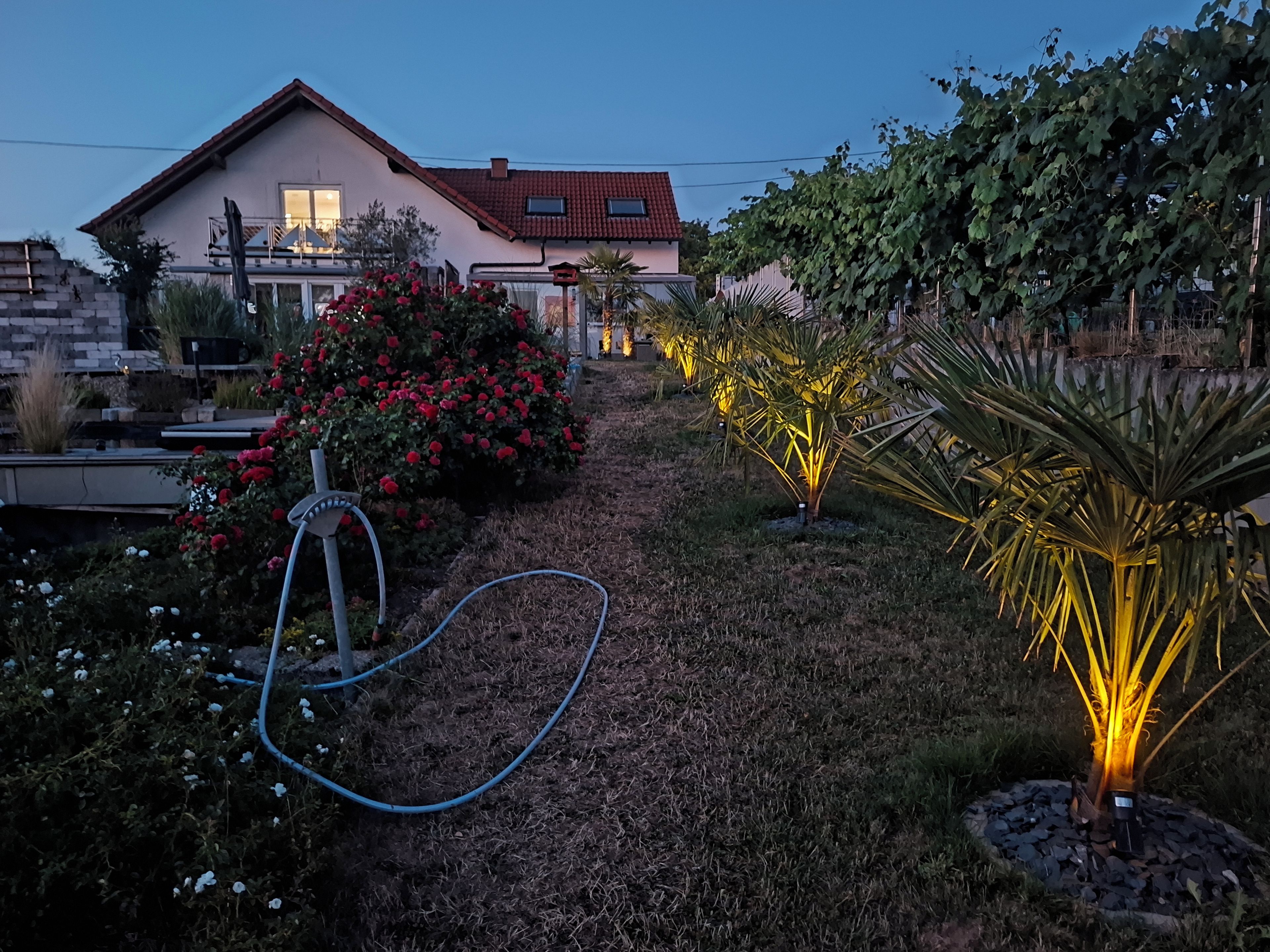 A garden with a hose, a pathway, and a house in the background.