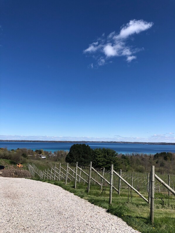 A gravel path leading to a vineyard with a clear view of a lake and distant hills.