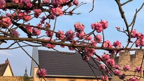 En bygning med en murstensvæg, et sort tag og lyserøde blomster i forgrunden.