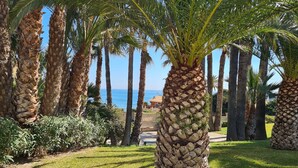 Un jardin bien entretenu, agrémenté de palmiers, d’un sentier en pierre et offrant une vue sur la mer.
