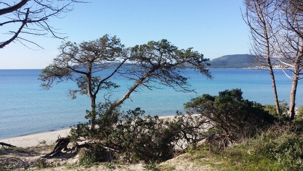 Eine Küstenlandschaft mit Bäumen, einem Sandstrand und freiem Blick auf das Meer.