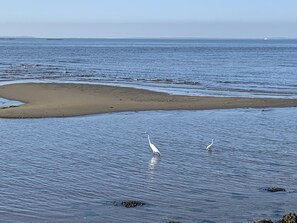 Perto da praia, espreguiçadeiras 