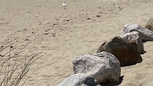 Ein sandiger Strand mit einigen großen Felsen im Vordergrund, ein weißer Vogel im Sand und Häuser im Hintergrund.