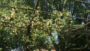 Ein Essbereich im Freien mit einem für Tee gedeckten Tisch, umgeben von üppigem Grün und einem großen Baum.