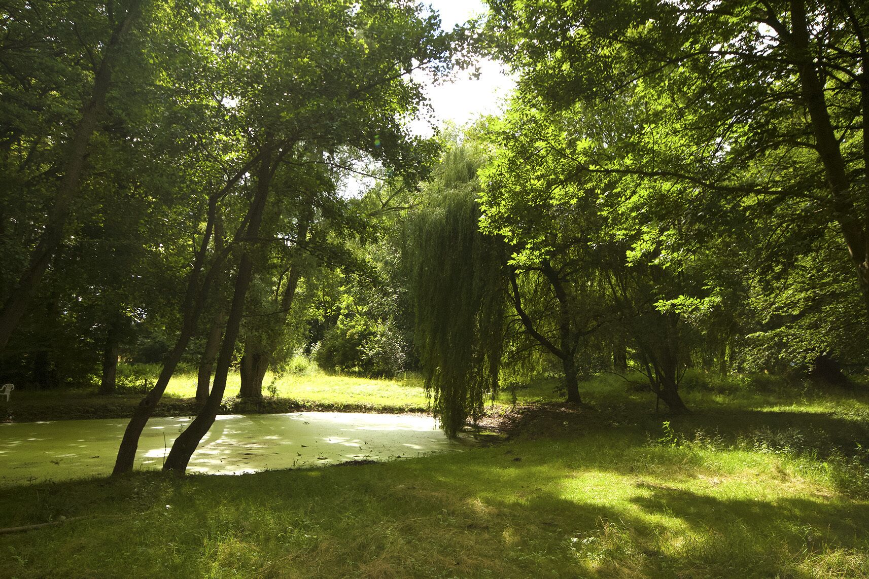 Ein friedlicher Park mit einem Teich, umgeben von üppigem Grün und Bäumen.