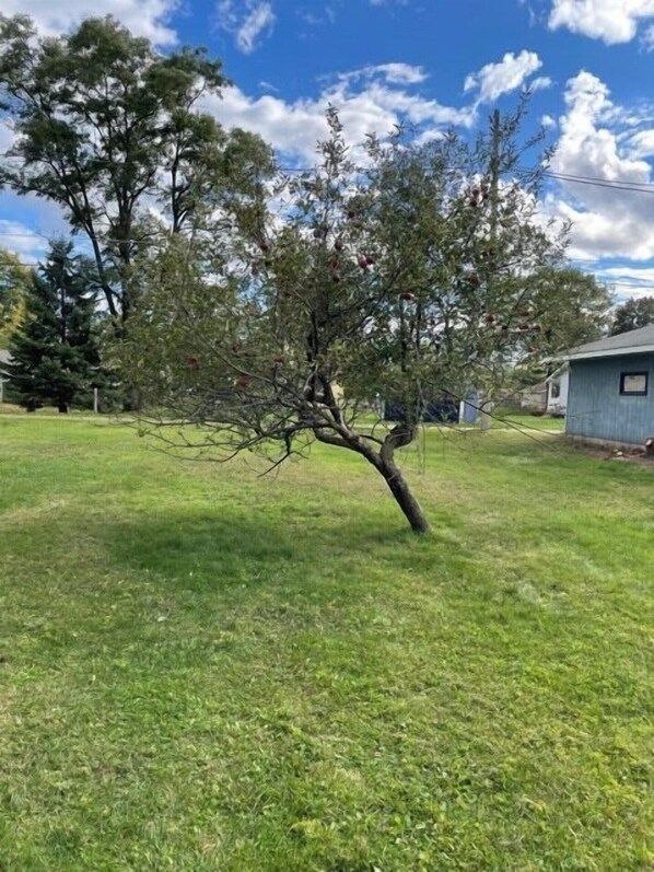 A tree in a grassy yard with a house in the background. - The Vagabond (Kingsford)
