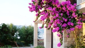 Ein Gebäude mit einer steinernen Fassade und einem Garten mit rosa Blüten.