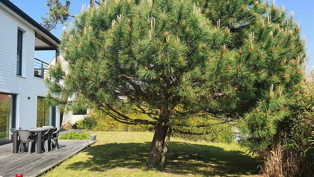A modern house with a deck, a large coniferous tree, and a clear sky. - Villa 4 ch - Calme- Plein Sud- SPA (Merlimont)