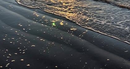 Oceanview Beach House - steps from the beach, really close to Galveston. TipSea!