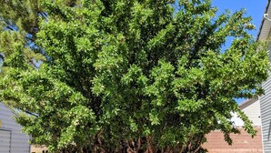 Un árbol con un tronco grueso y follaje verde denso en un patio con terraza y un muro de ladrillo al fondo.