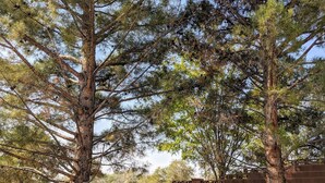 Un parque con dos árboles grandes, un muro de ladrillo y un banco con sillas.