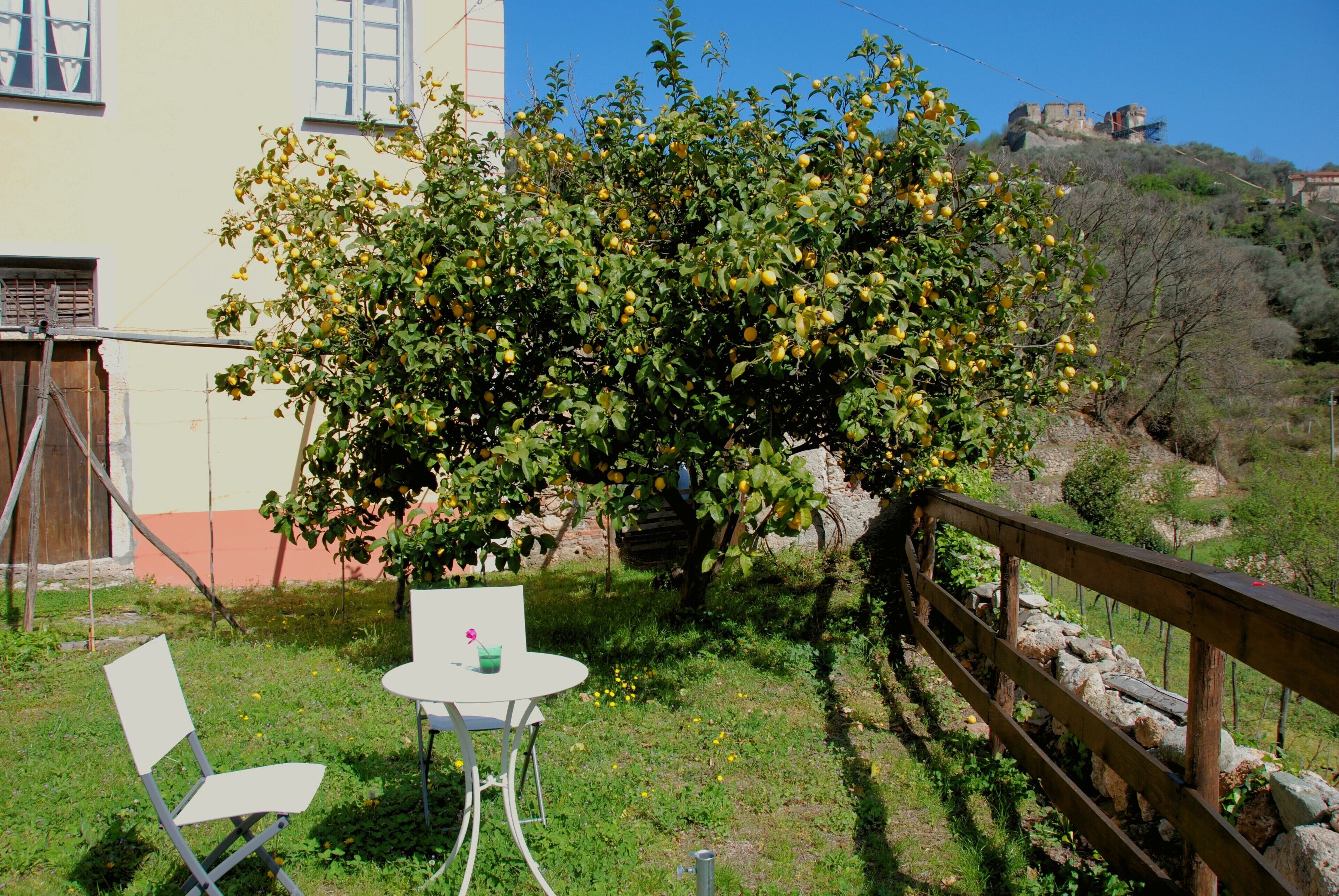 Eine Terrasse mit Tisch und Stühlen, ein Zitronenbaum und eine Steinmauer.