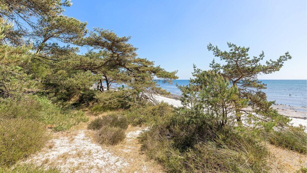 Un sentier côtier bordé de pins et menant à une plage de sable.