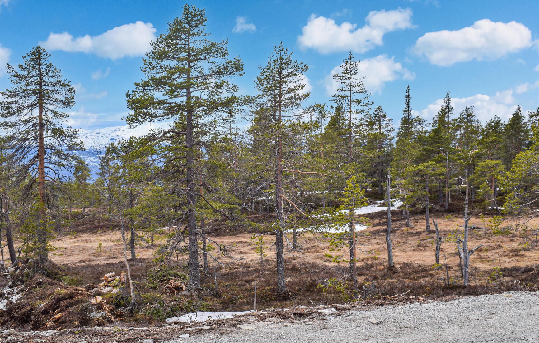 A forested area with tall trees and a clear sky.
