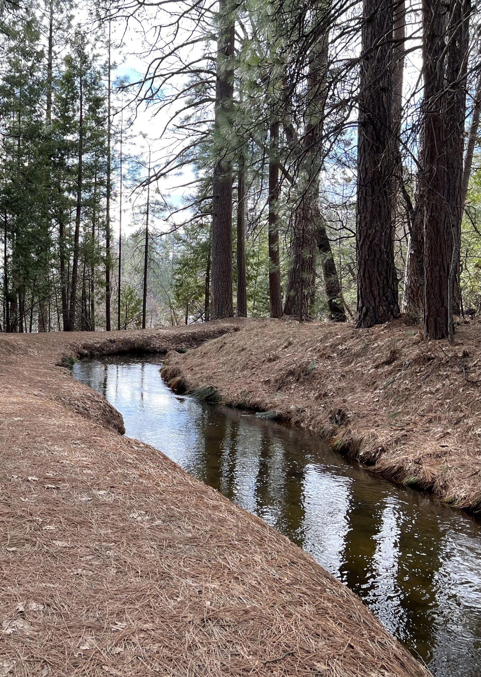 A forested area with a small stream, surrounded by tall trees and dry grass.