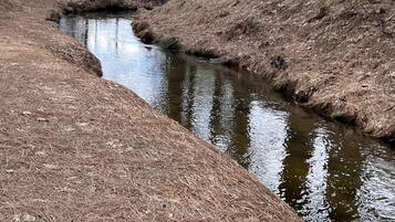A forested area with a small stream, surrounded by tall trees and dry grass.