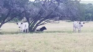 Un campo con dos vacas blancas y una vaca negra debajo de un árbol.