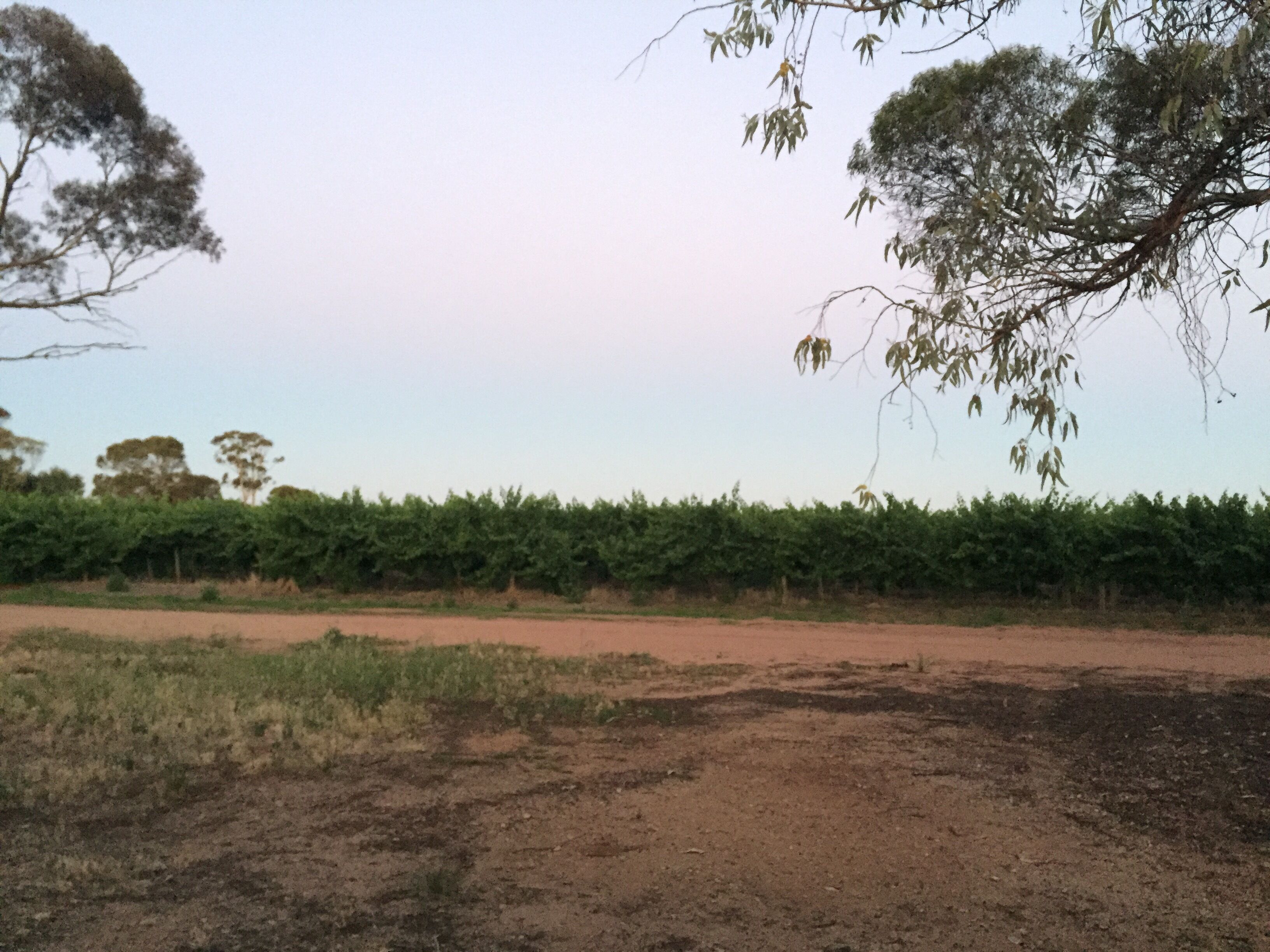 Summer View of the Vinyards
