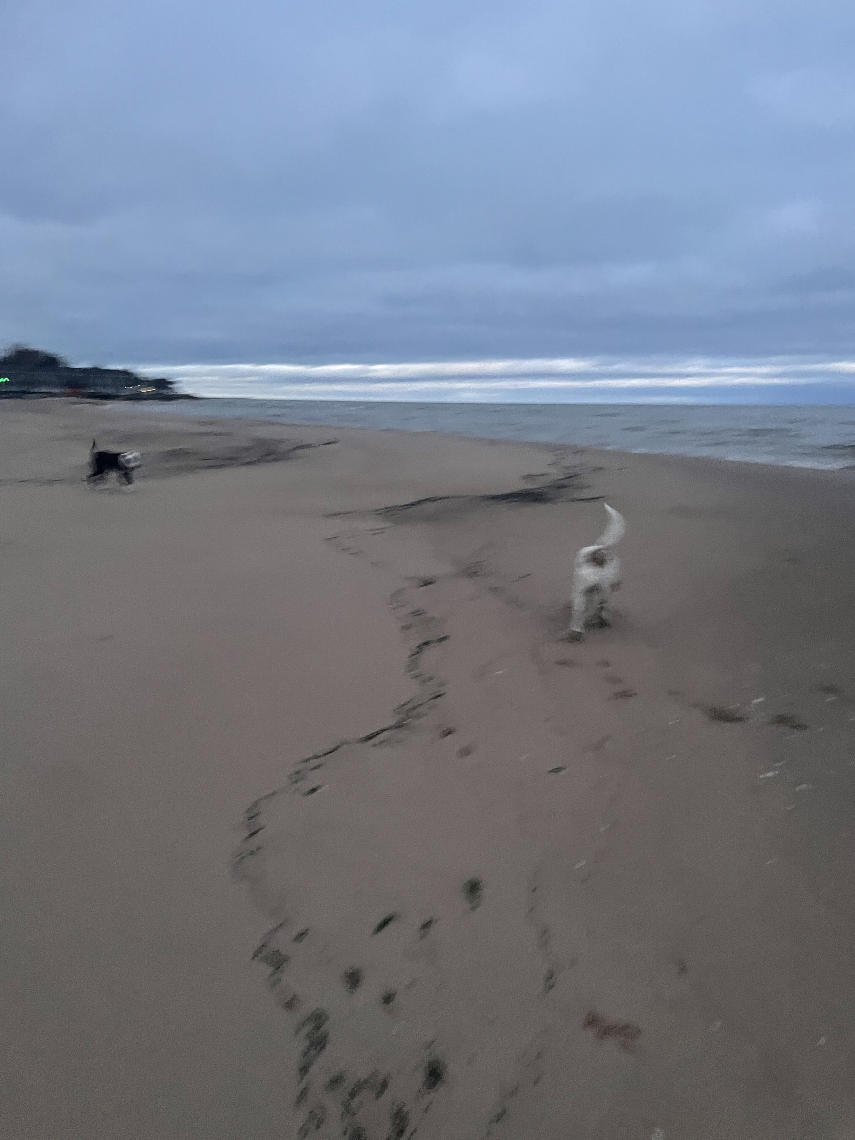 A beach with footprints and a dog.
