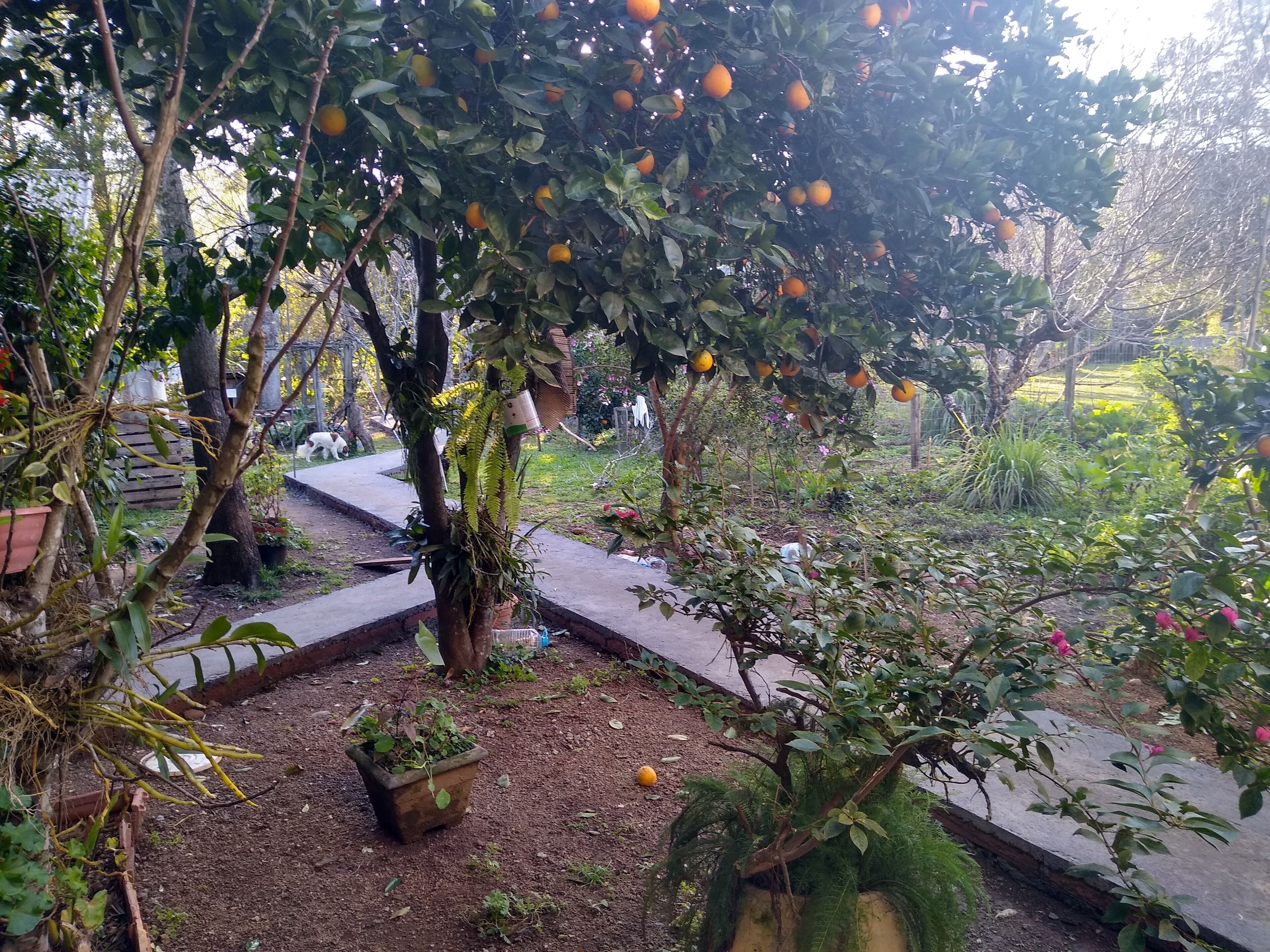 Un jardín con naranjos, un camino y diversas plantas.