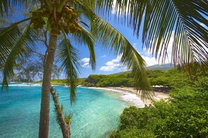A beach with clear turquoise water, palm trees, and a lush green landscape.
