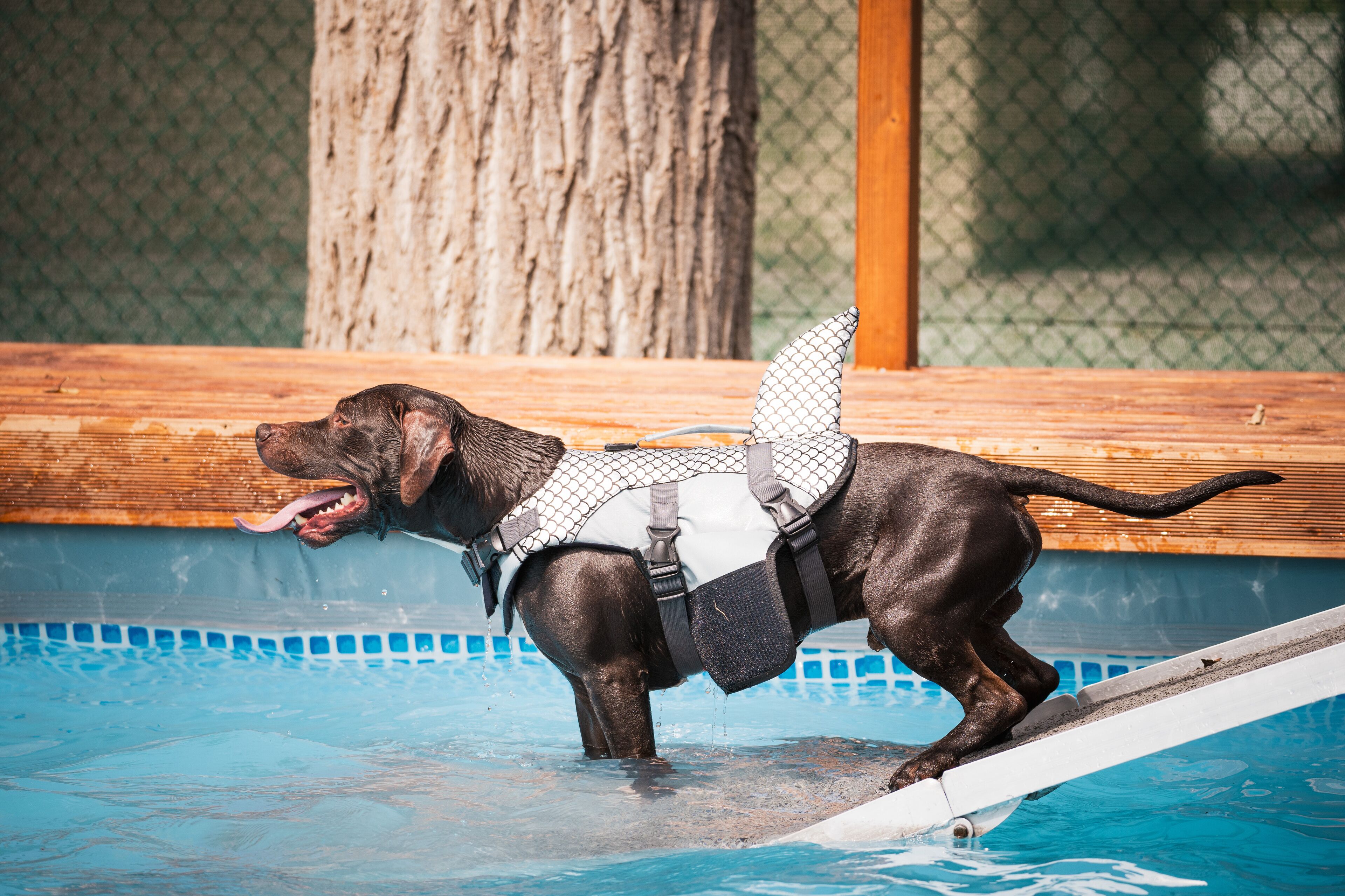 A dog in a pool wearing a life jacket.
