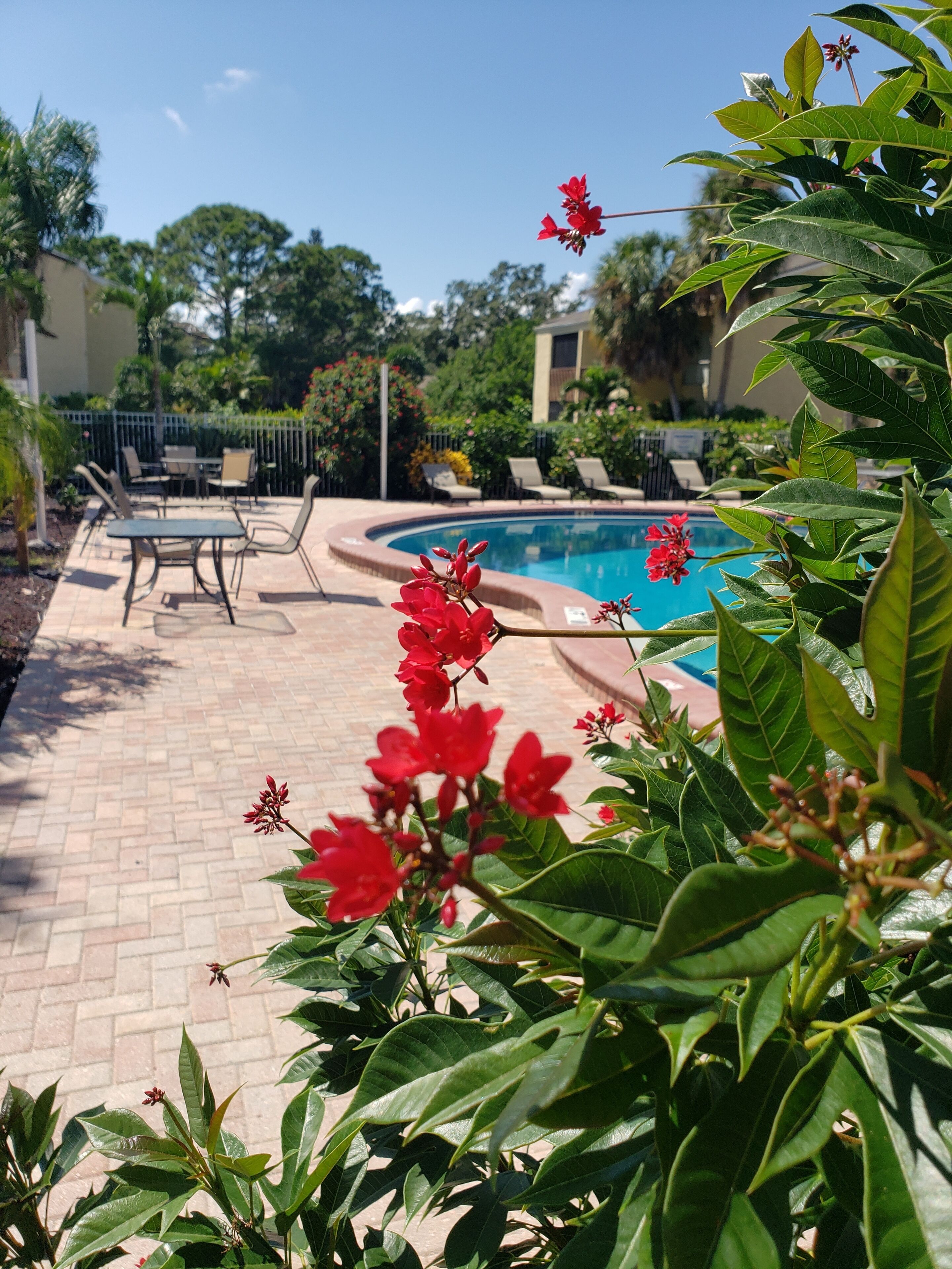 Una piscina con solárium de baldosas, rodeada de vegetación exuberante y flores rojas.