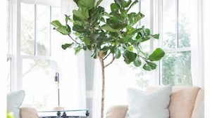 A living room with a stone floor, a wooden ceiling, a beige sofa, a coffee table, and a large tree. - The Robin house - Close to Everything! (Mount Pleasant)