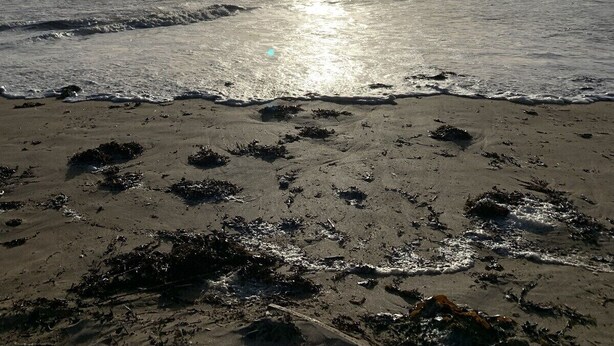A beach with the sun reflecting on the water, waves approaching the shore, and seaweed scattered on the sand. - Family vacation home with beach and spa (Barbâtre)
