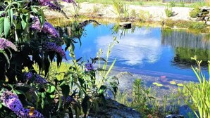 A pond with purple flowers and clear water. - A tranquil setting with beautiful views (Abjat-sur-Bandiat)