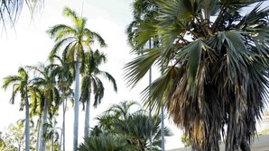 A building with a corrugated metal roof, surrounded by tall palm trees. - Contour Hotel Katherine (Katherine East)