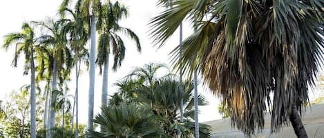 Un edificio con techo de lámina corrugada, rodeado de altas palmeras.