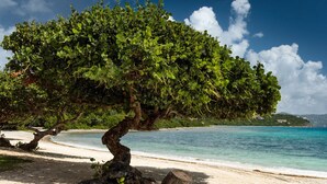 Un árbol con tronco retorcido sobre una playa arenosa con agua azul cristalina y una isla distante.