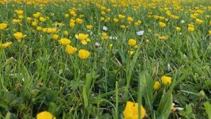 A field of yellow flowers in front of a wooden structure. - Gönn Dir Eine Auszeit - Raus ins Grüne - Komm in die Sötenicher Mühle (Kall)