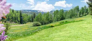 Un paisaje verde exuberante con cielo despejado, varios árboles y una cadena montañosa distante.
