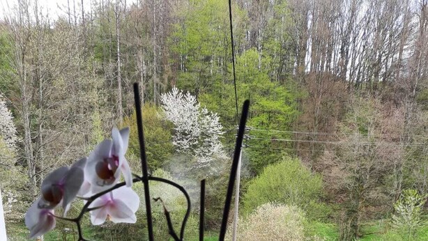 Vista desde una ventana a un jardín, con una orquídea en maceta al frente.