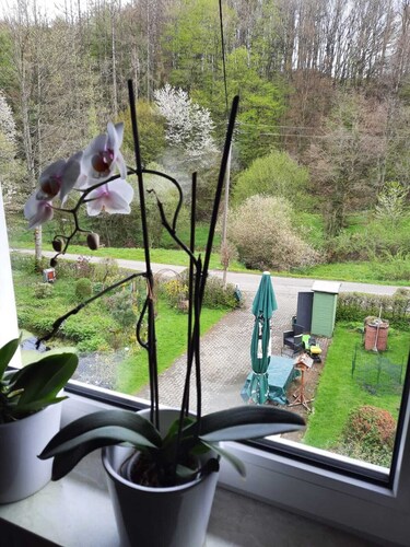 der Englische Garten