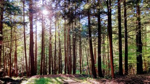 A forest with tall trees and a dirt path.