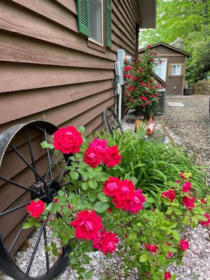 Uma casa de madeira com uma carriola cheia de rosas vermelhas.