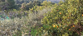 Κατοικία σε κτήμα σε απόσταση αναπνοής από την Αθήνα και τη θάλασσα