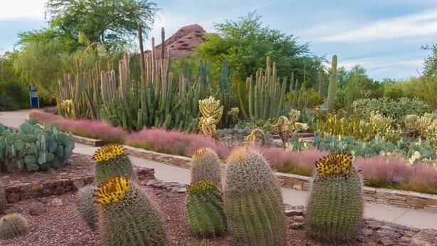 Een cactustuin met verschillende soorten cactussen en vetplanten, een geplaveid pad en een rotsachtig landschap op de achtergrond.