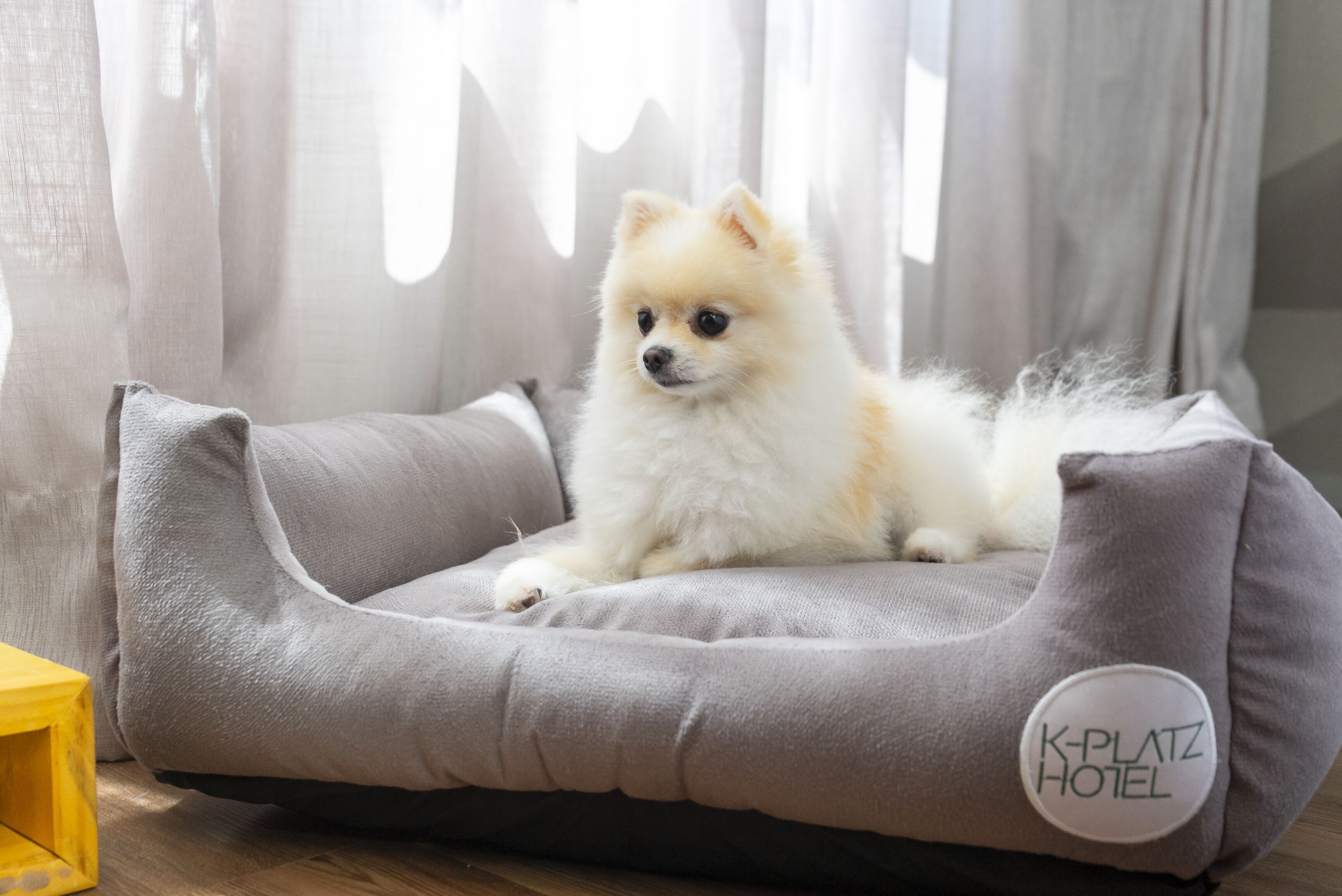 pet-friendly amenities