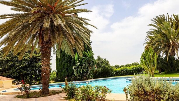 Ein Poolbereich mit Palmen und blauem Himmel.