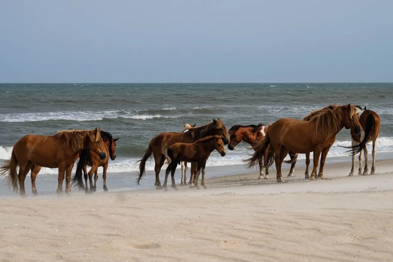 Une plage où l’on peut voir des chevaux près de l’eau.