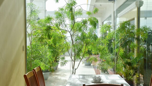 Un comedor con una mesa y sillas, rodeado de plantas en macetas y vistas a un patio.