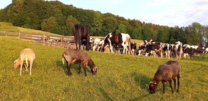 Unclassified image, 3 of 31, button